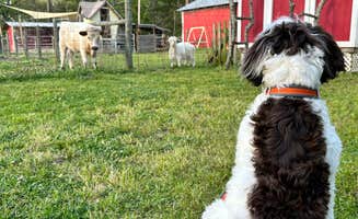 Eleanor the Airstream R.'s photo of camping with pets at Herd it Here Farm near Ridgeville, SC
