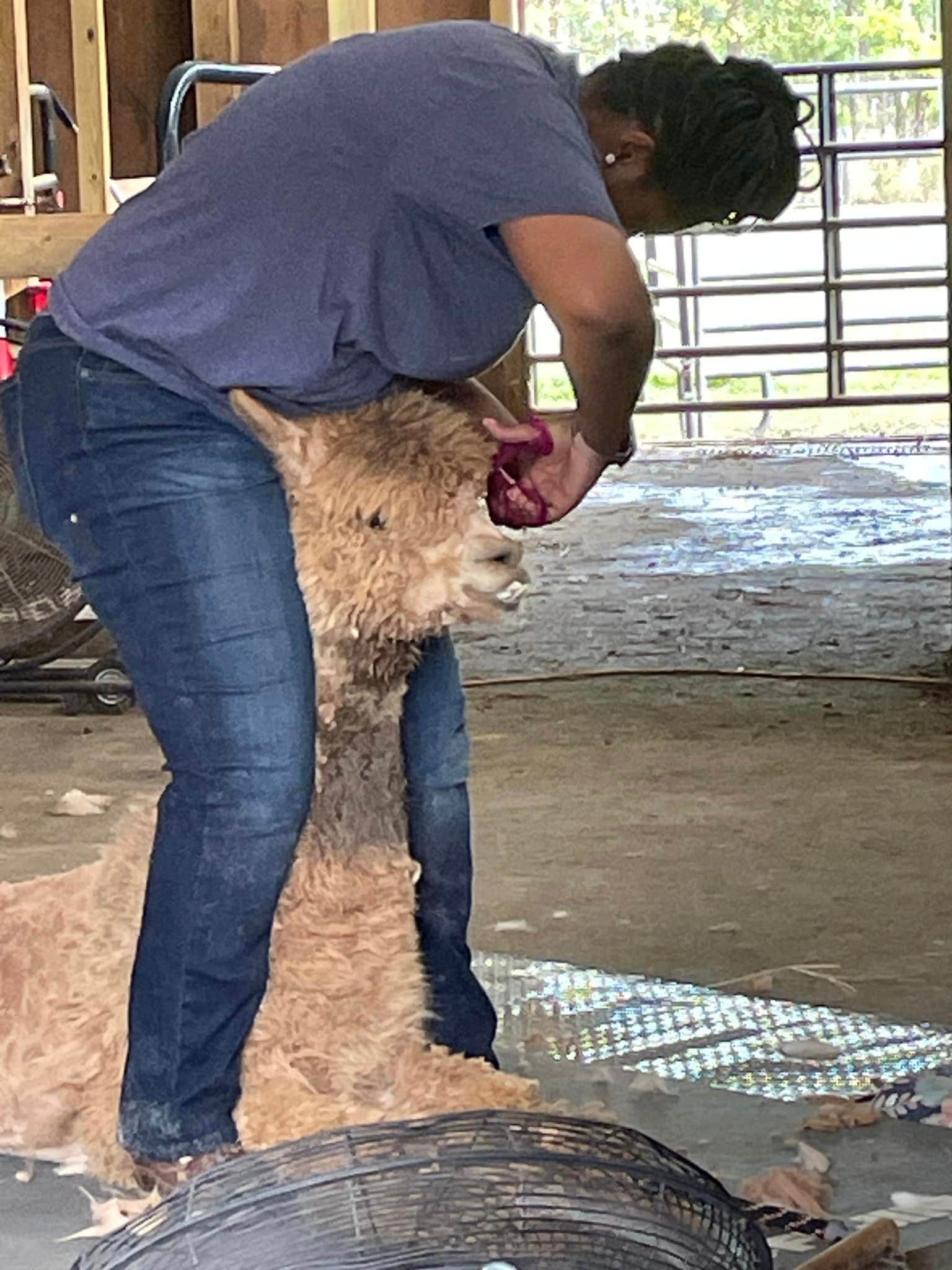 Camper-submitted photo at Herd it Here Farm near Round O, SC