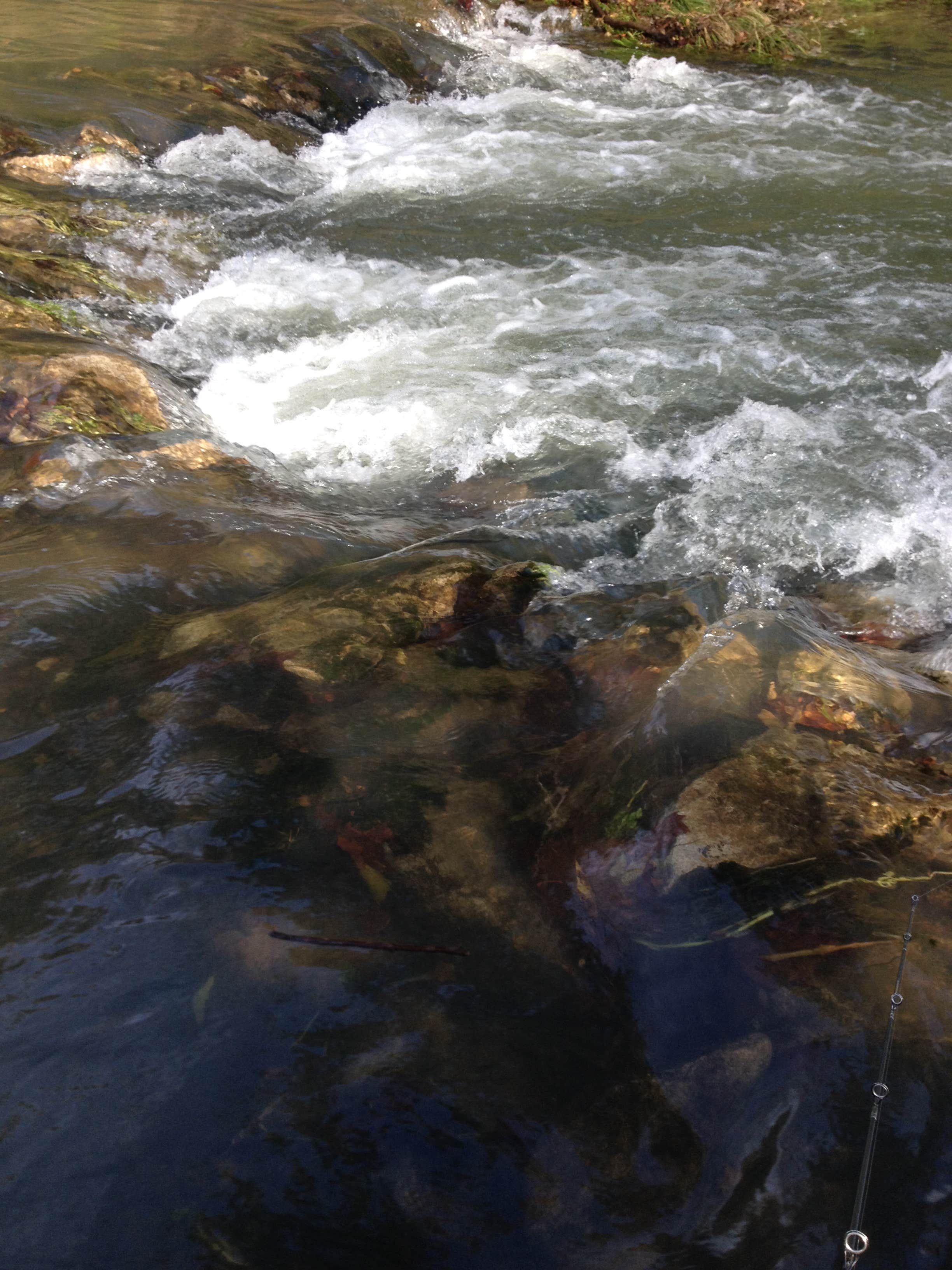 Camper submitted image from Roaring River State Park Campground - 4