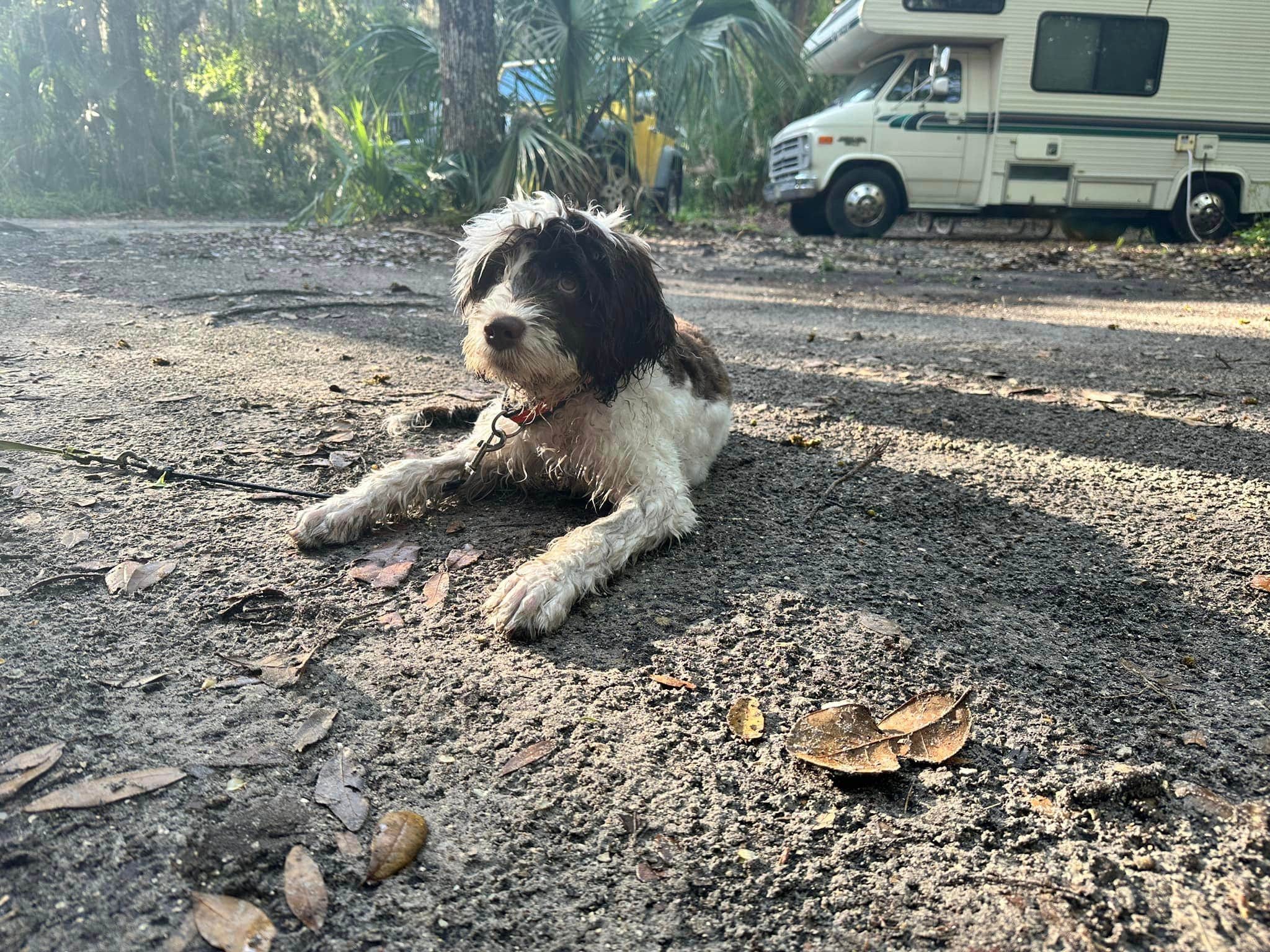 Eleanor the Airstream R.'s photo of camping with pets at Kathryn Abbey Hanna Park near Fernandina Beach, FL