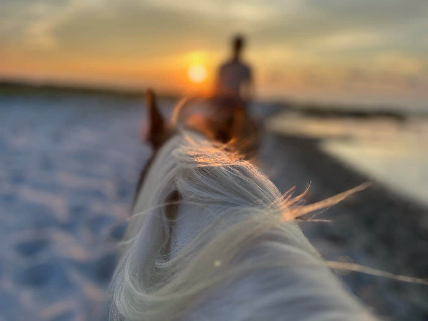 Camping near Ocracoke Campground — Cape Hatteras National Seashore: Cedar Island Ranch, Cedar Island, North Carolina