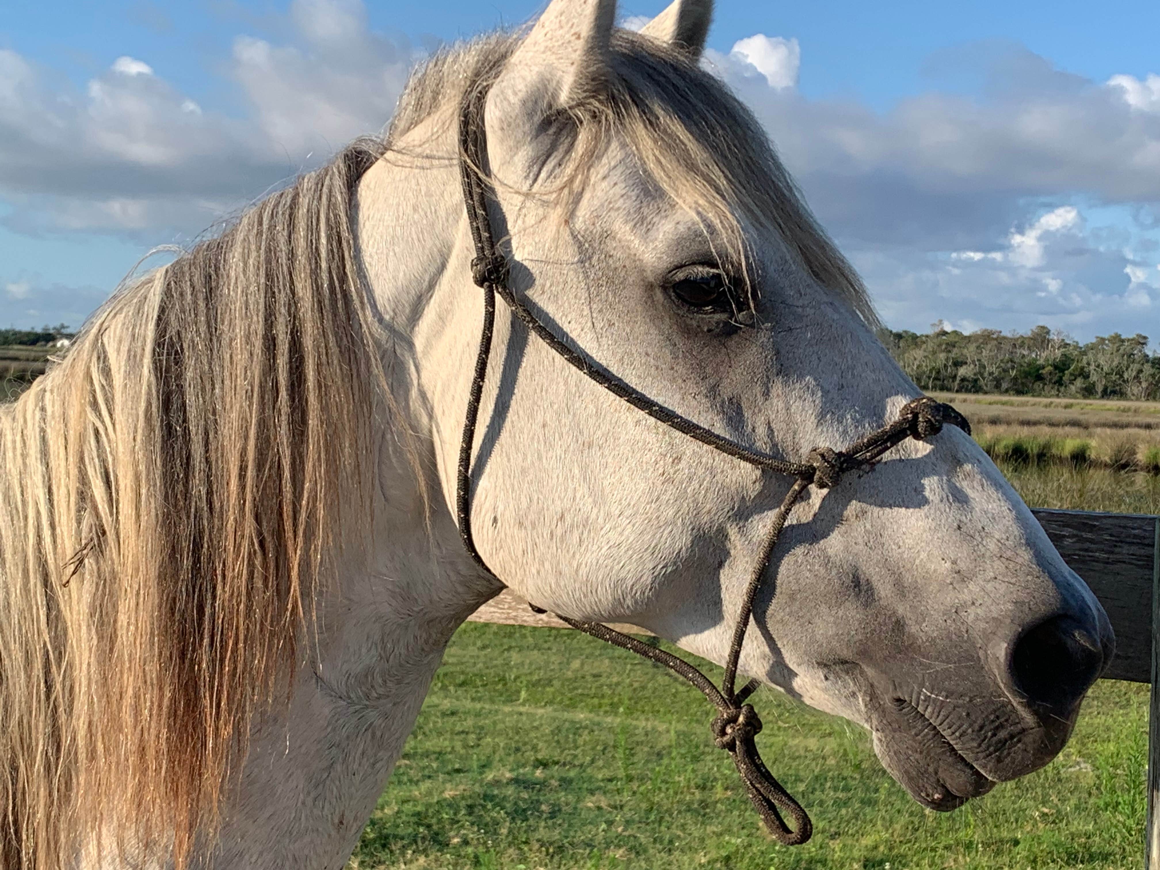 Camper-submitted photo at Cedar Island Ranch near Cedar Island, NC