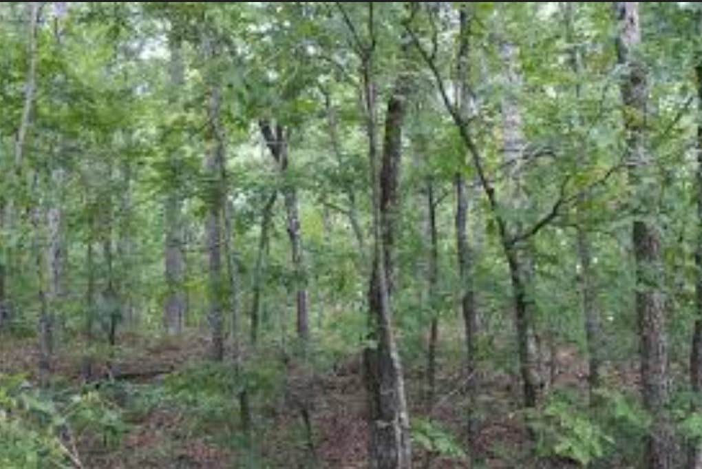 Camper-submitted photo at Wanderers End Sanctuary Forest Farm near Puxico, MO