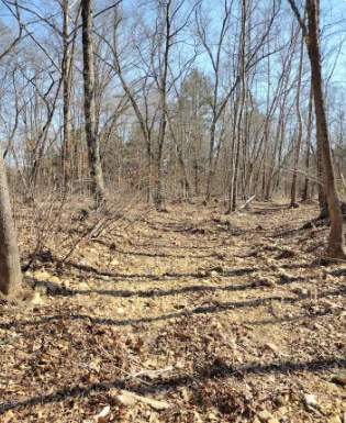 Camper-submitted photo at Wanderers End Sanctuary Forest Farm near Puxico, MO