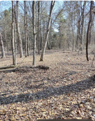 Camper-submitted photo at Wanderers End Sanctuary Forest Farm near Puxico, MO