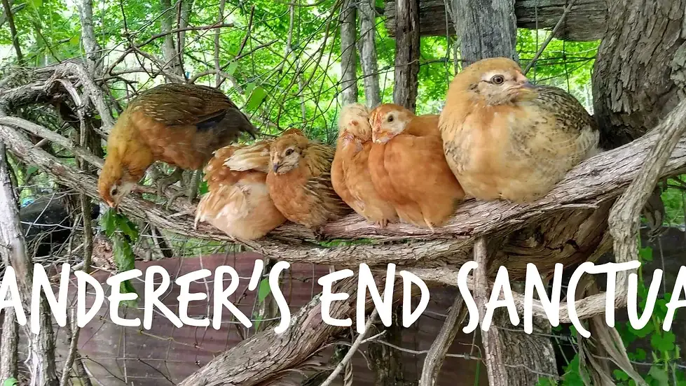 Camping near DD Hwy Campground: Wanderers End Sanctuary Forest Farm, Greenville, Missouri