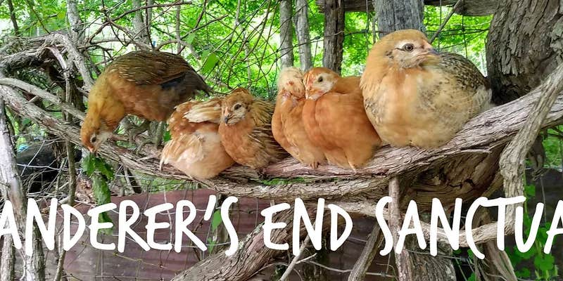 Camper submitted image from Wanderers End Sanctuary Forest Farm