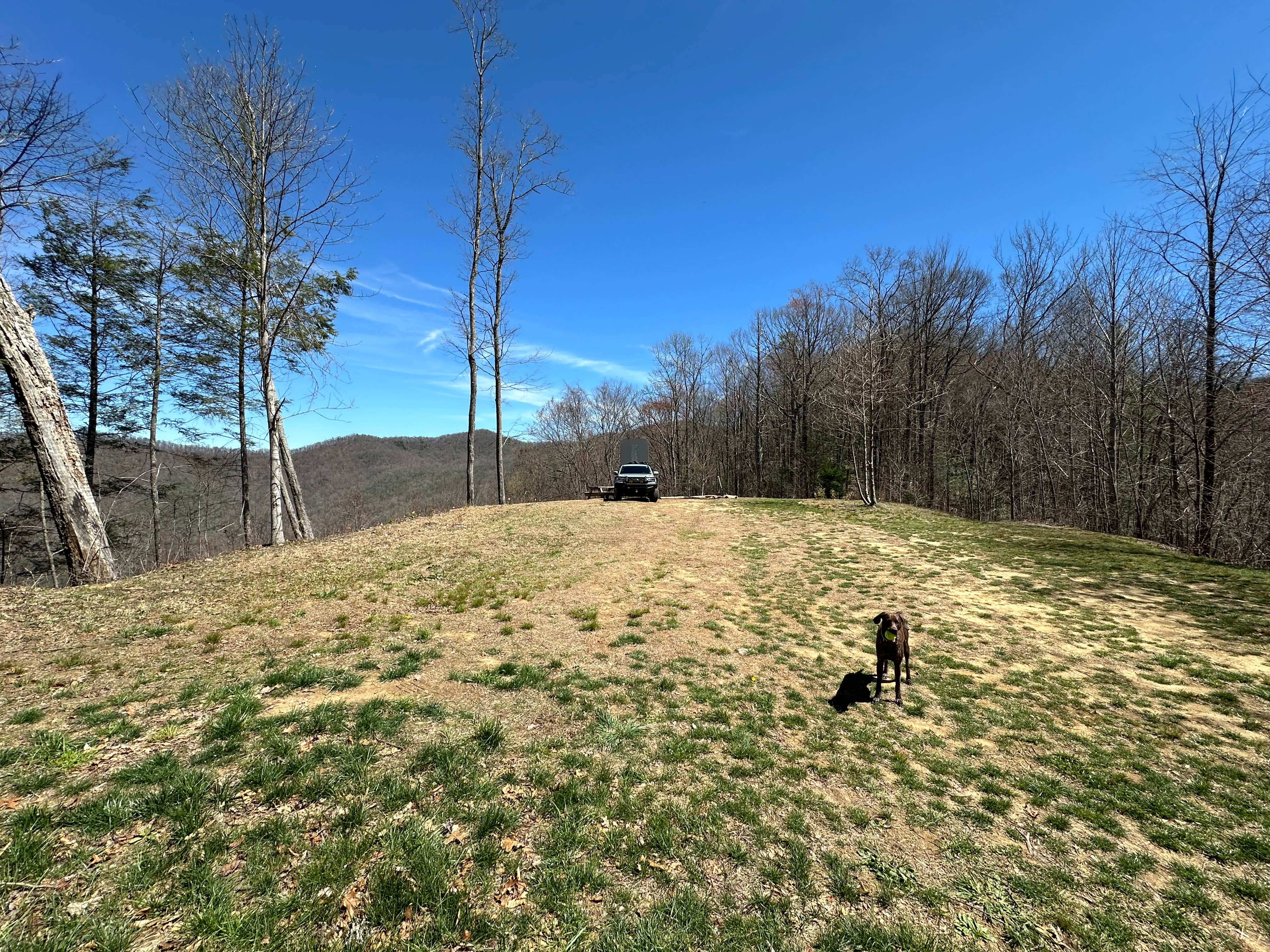 Tripp T.'s photo of camping with pets at Lil Snowbird Farm near Robbinsville, NC