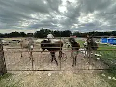 Camper-submitted photo at Naughty Oaks Farm near Copperas Cove, TX