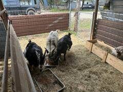 Camper-submitted photo at Naughty Oaks Farm near Copperas Cove, TX