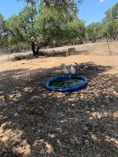 Camper-submitted photo at Naughty Oaks Farm near Copperas Cove, TX