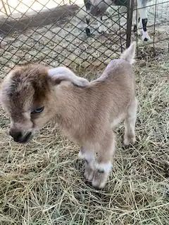 Camping near Salado Sky RV Park: Naughty Oaks Farm, Killeen, Texas
