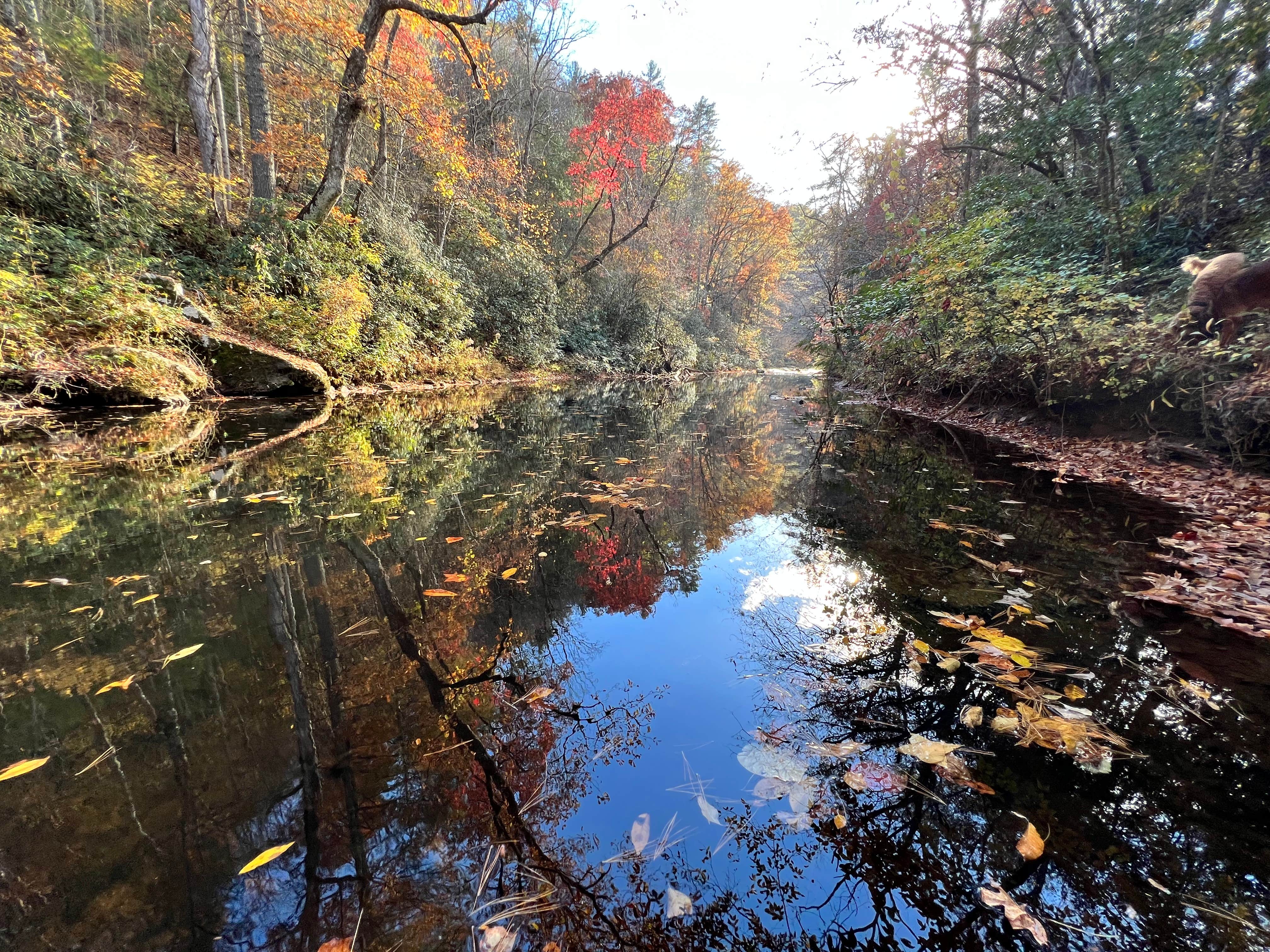 Jenny S.'s photo of camping with pets at The River Camp near Granite Falls, NC