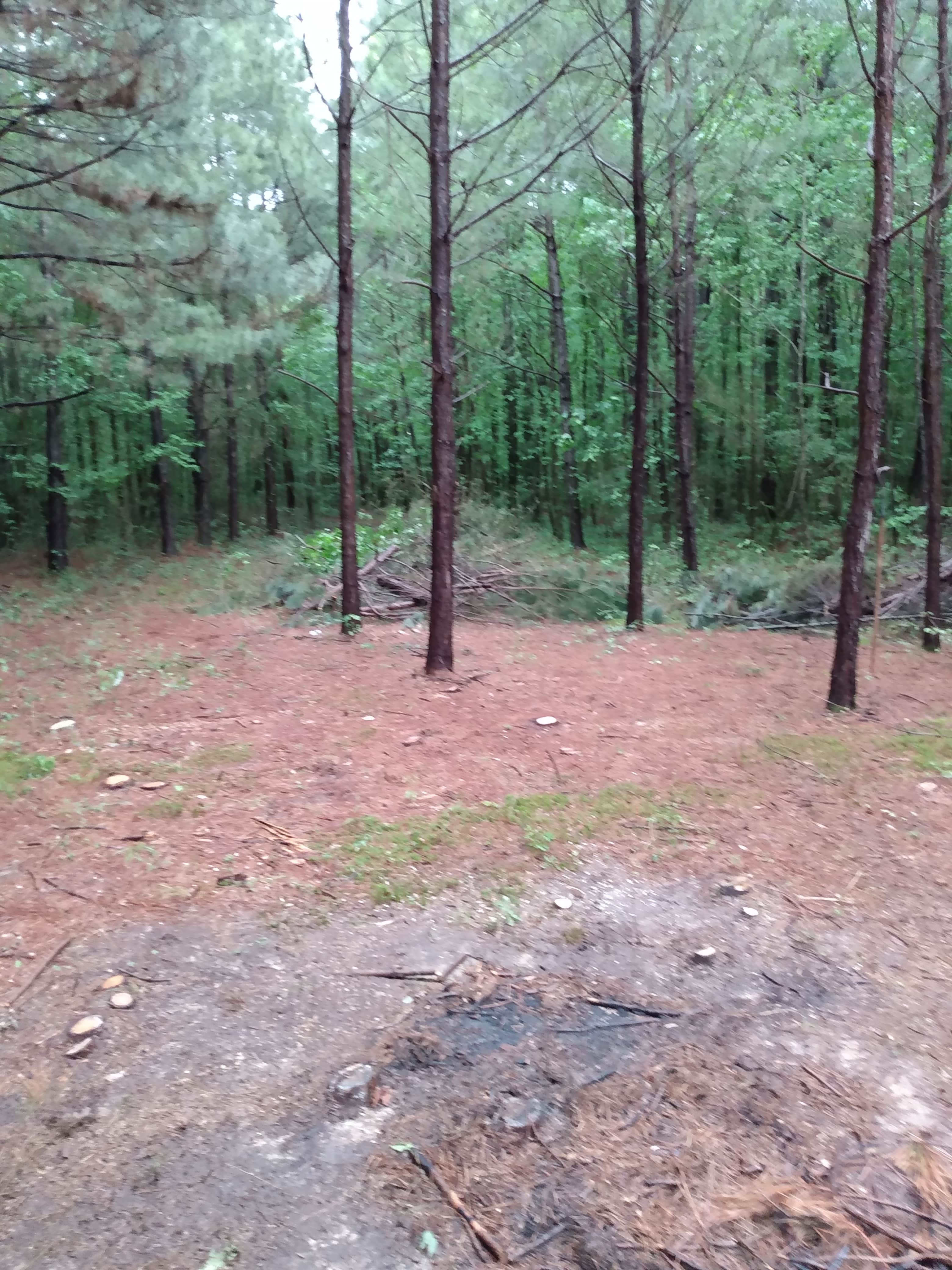 Camper-submitted photo at Somerville Park near Hartselle, AL