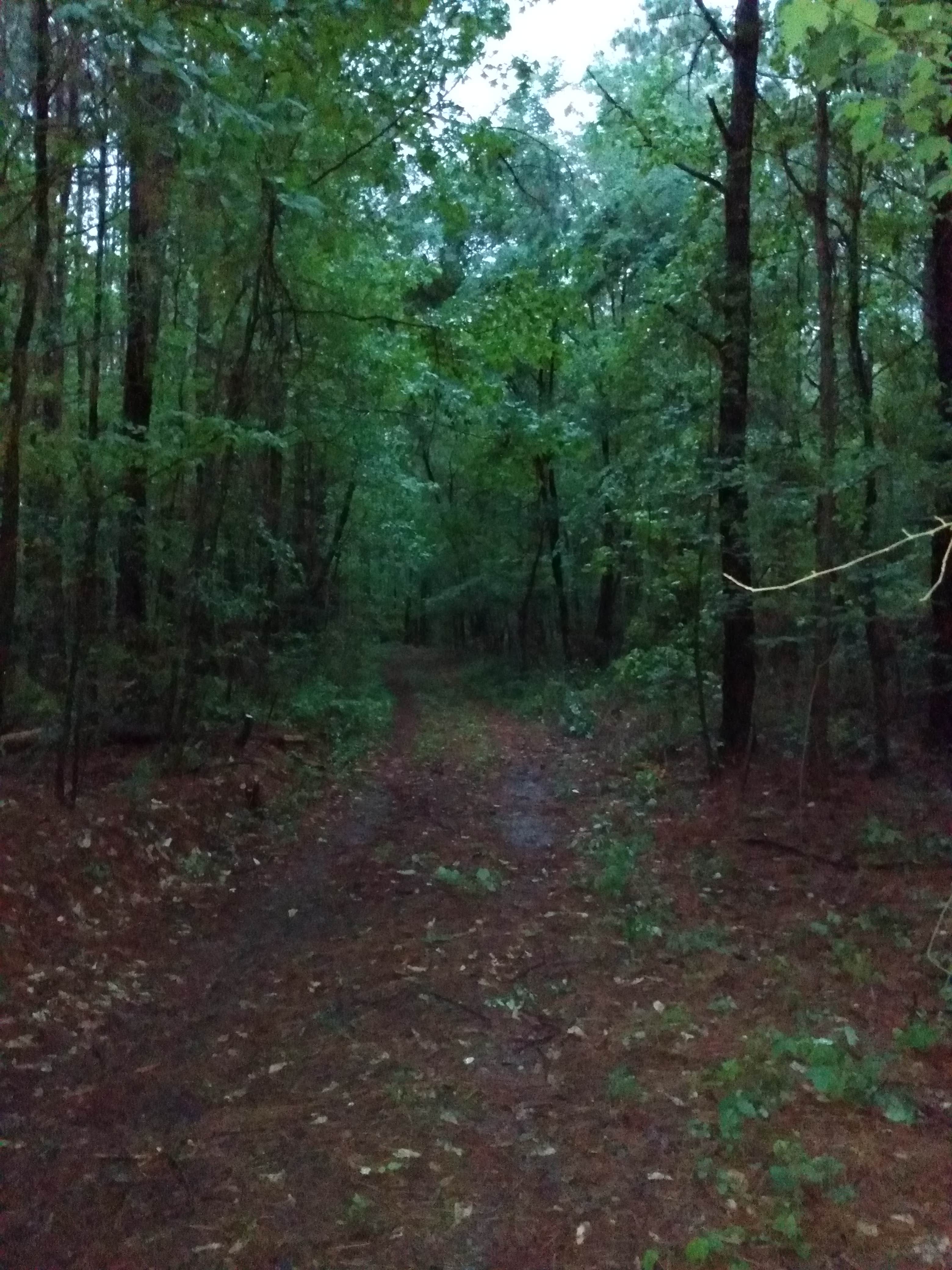 Camper-submitted photo at Somerville Park near Hartselle, AL