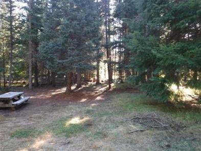 Picnic table and flat grassy area next to backlit conifer forest.



Inlet campground

Credit: USFS