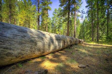 Escape to Nevada's Hidden Gem: Jack Creek Campground