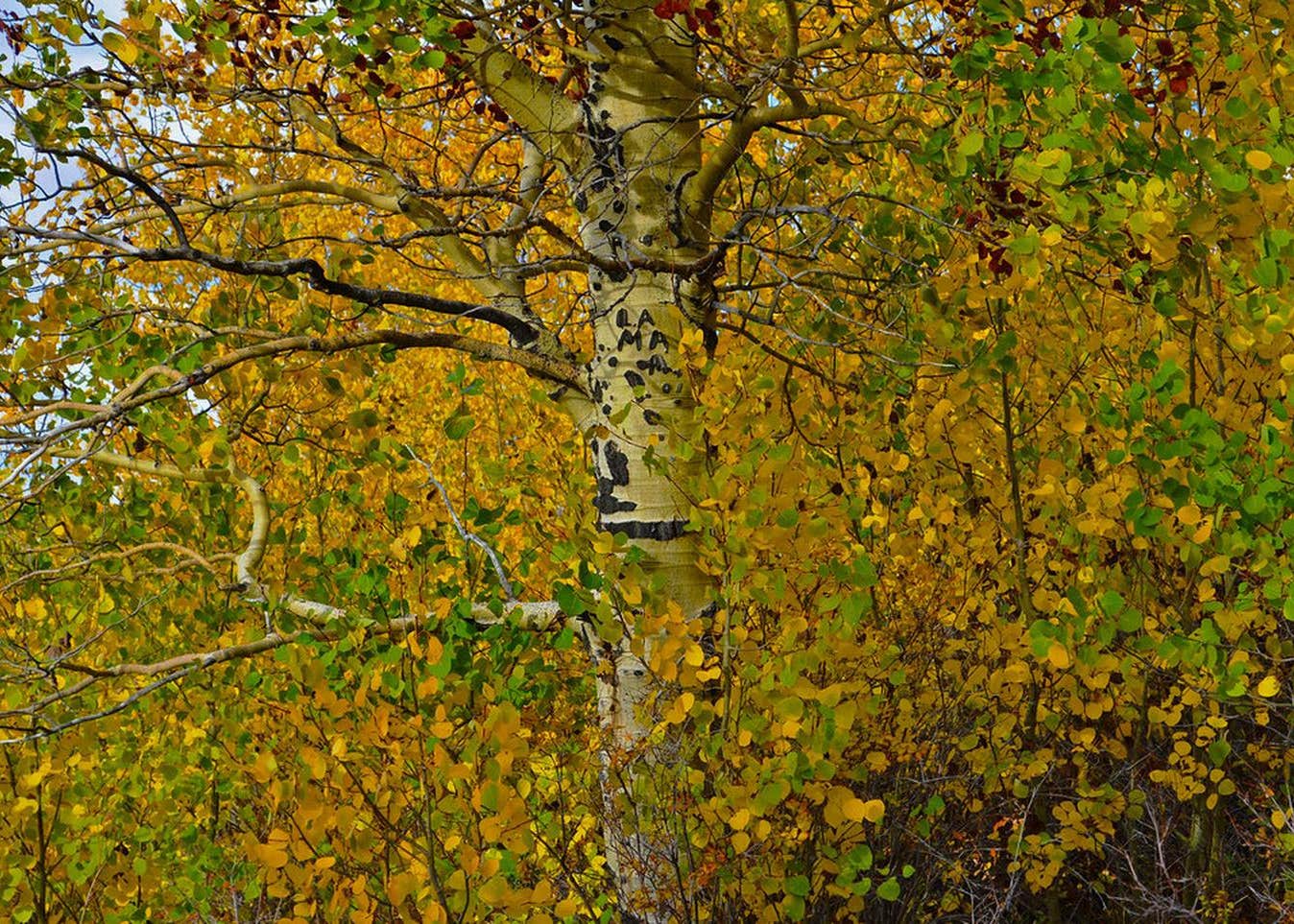 Jackman Park Campground Camping The Dyrt