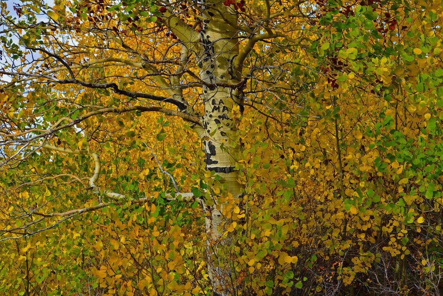 Camper submitted image from Jackman Park Campground - 1