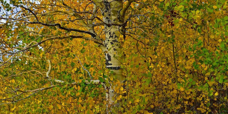 Camper submitted image from Jackman Park Campground