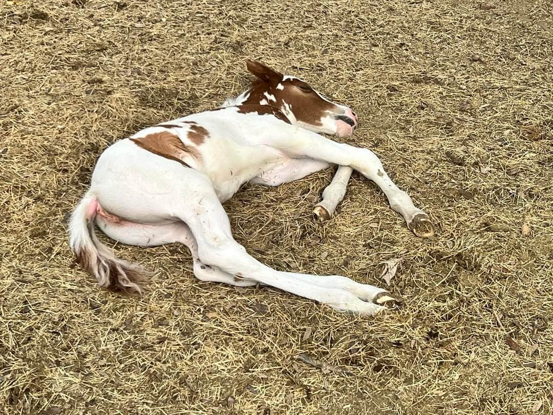 Maggi W.'s photo of camping with pets at Wendelfull Life Ranch near Fredericksburg, TX