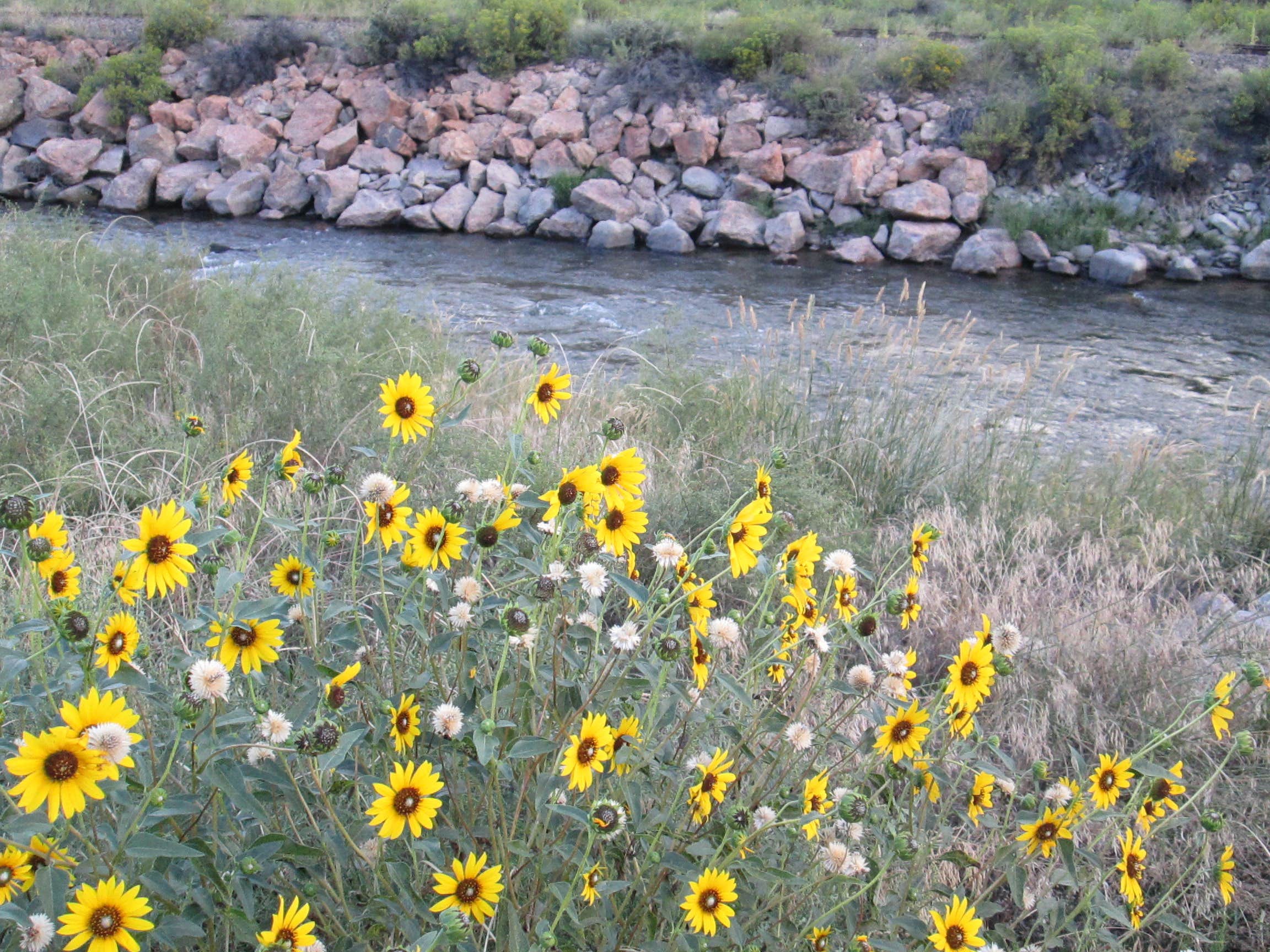Camper submitted image from Five Points Campground — Arkansas Headwaters Recreation Area - 3