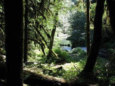 Camper submitted image from Mount Hood National Forest Lost Creek Campground - 1