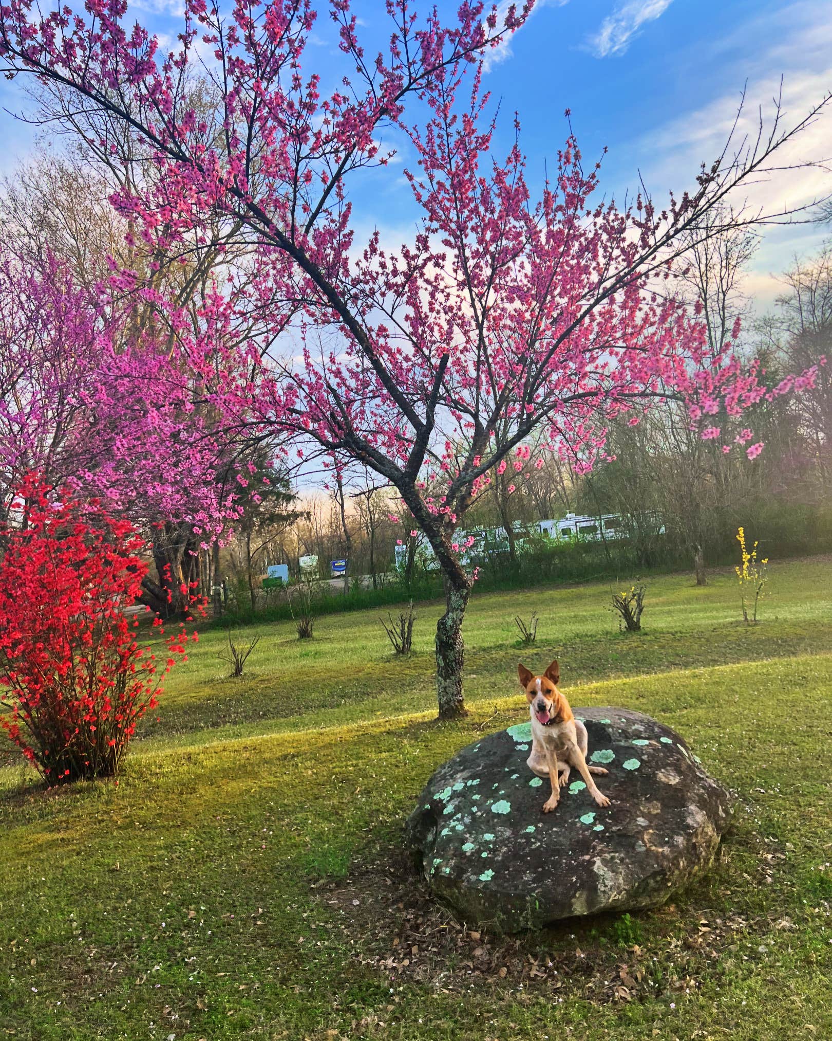 GNE LLC's photo of camping with pets at The Weekender Cabins & RV Retreat near Nimrod Lake