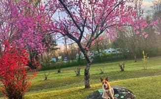 GNE LLC's photo of camping with pets at The Weekender Cabins & RV Retreat near Lake Dardanelle