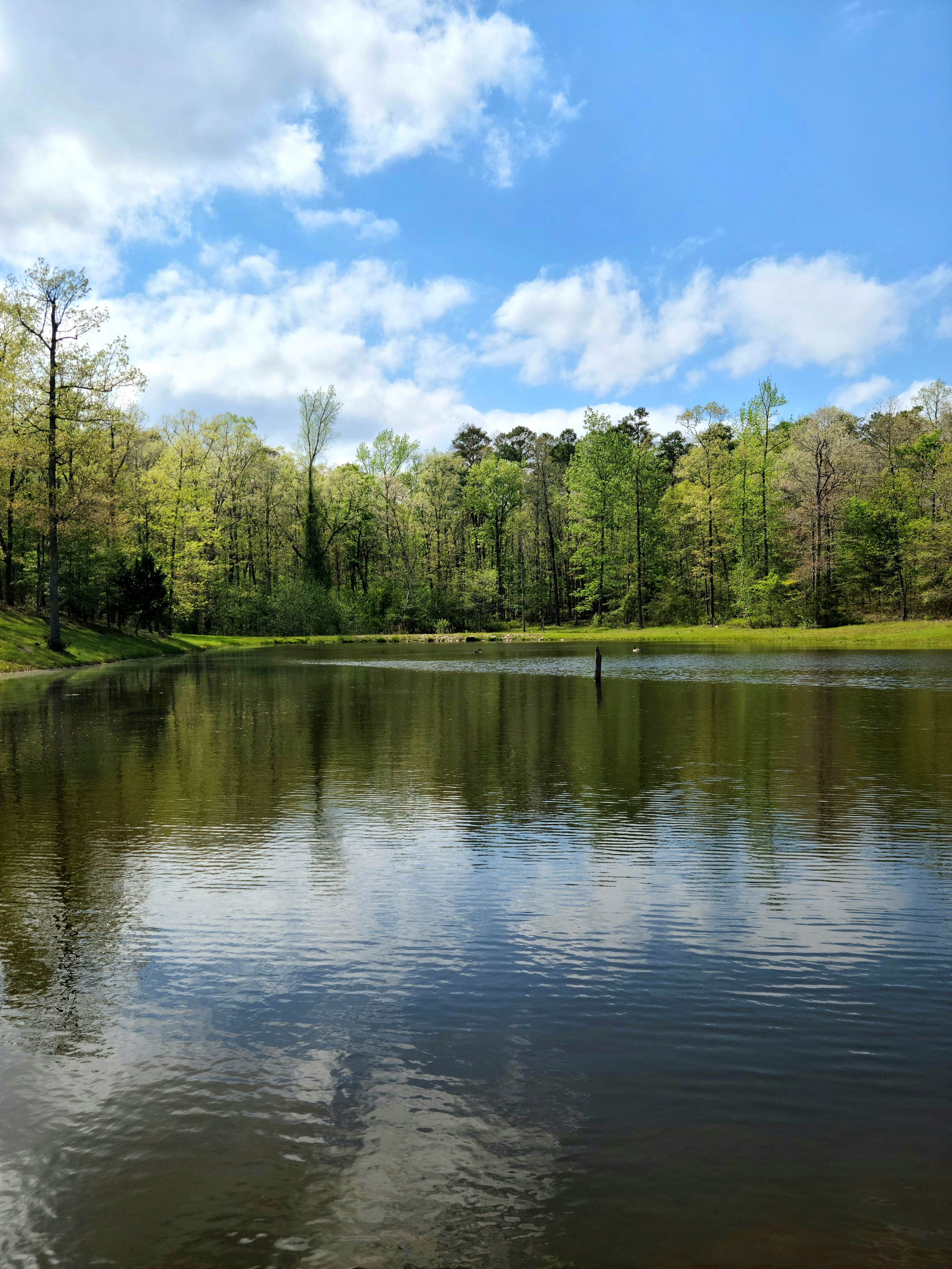Camper-submitted photo at Goose Pond Road Camp near Benton, AR