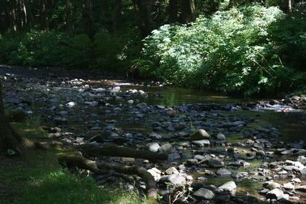 Camper submitted image from Rock Creek Campground - Siuslaw - 3
