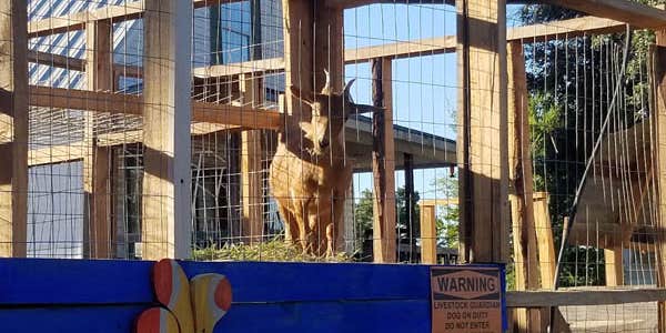 Camper submitted image from The Fabulous Bok Vegas Texas - Interactive Petting Zoo, Cabins, RV Park, Glamping, Tent Rentals and Campground