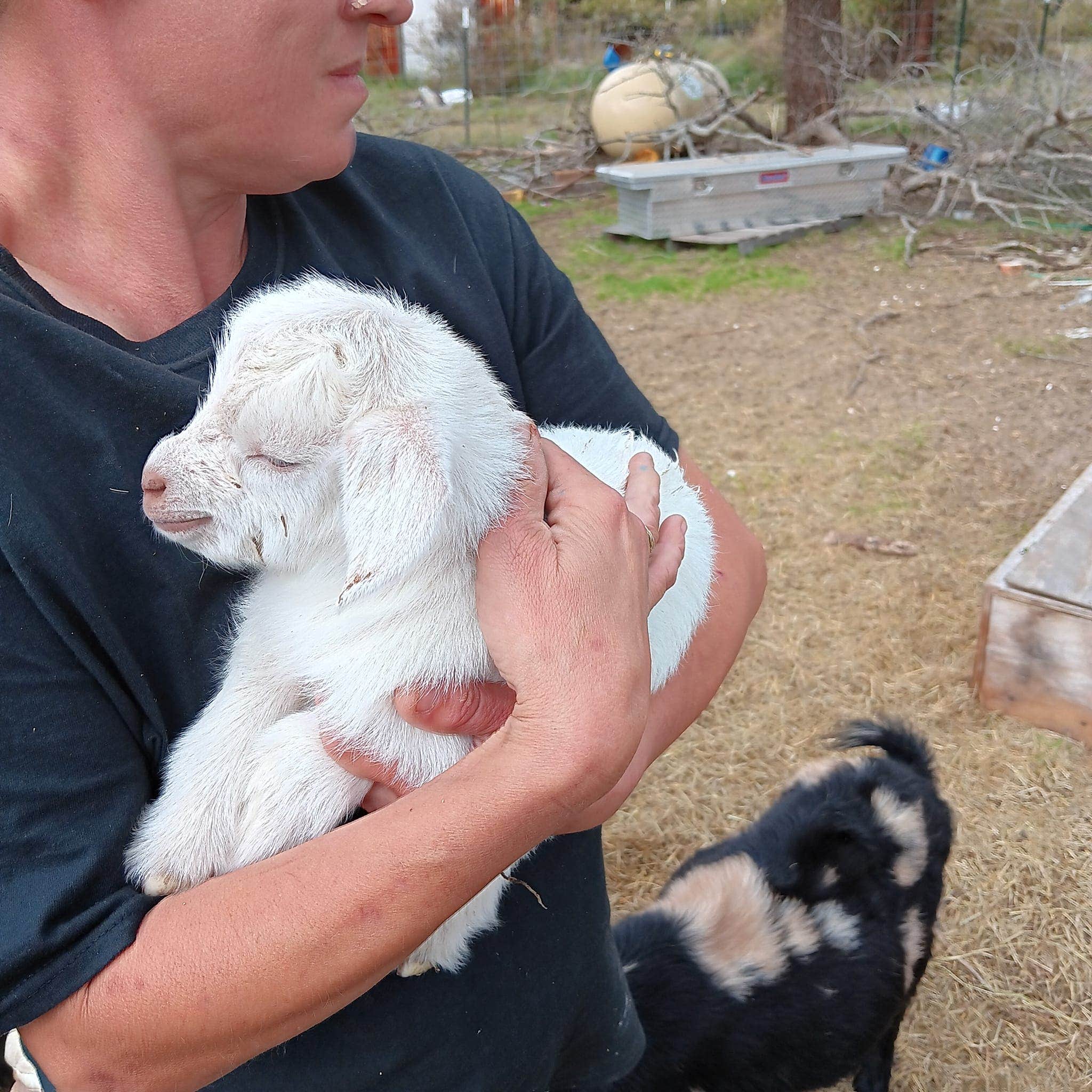 Camper-submitted photo at The Fabulous Bok Vegas Texas - Interactive Petting Zoo, Cabins, RV Park, Glamping, Tent Rentals and Campground near Flint, TX