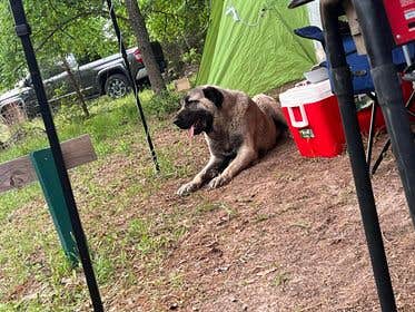 Courtney G.'s photo at The Fabulous Bok Vegas Texas - Interactive Petting Zoo, Cabins, RV Park, Glamping, Tent Rentals and Campground near Flint, TX