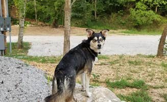 Joe M.'s photo of camping with pets at Crystal Springs RV Resort near Webb City, MO