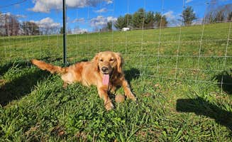 Lynne W.'s photo of camping with pets at Lake Haven Family Campground near Bluff City, TN