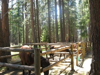 Sheep Springs Horse Camp



Credit:
