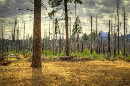Sheep Springs Horse Camp



Credit: