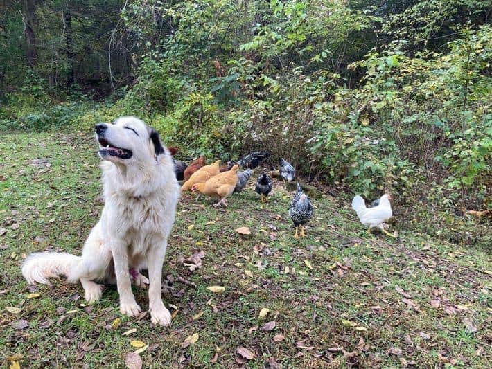 Kimberly W.'s photo of camping with pets at Kimmys At Caplinger near Stockton, MO