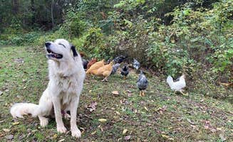 Kimberly W.'s photo of camping with pets at Kimmys At Caplinger near Stockton, MO