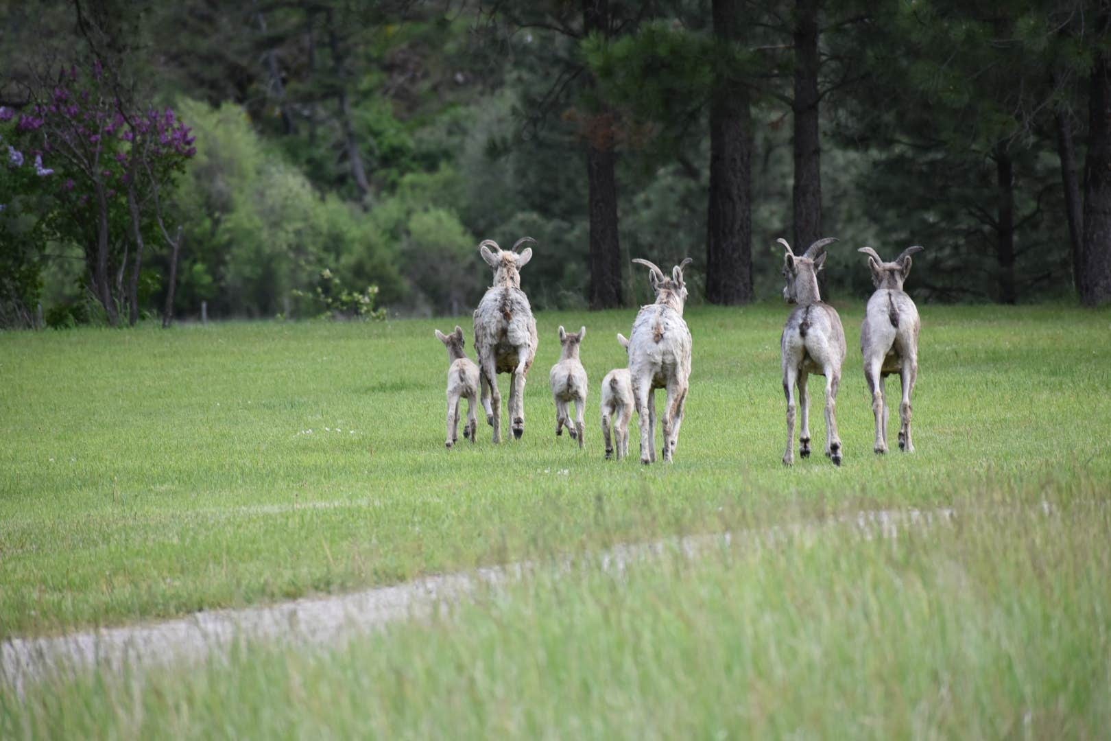 Camper-submitted photo at Ekstrom's Stage Station Campground near Seeley Lake, MT