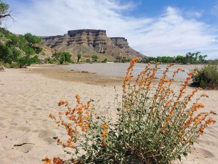 Camper submitted image from Swasey's Beach Campground — Desolation Canyon - 1