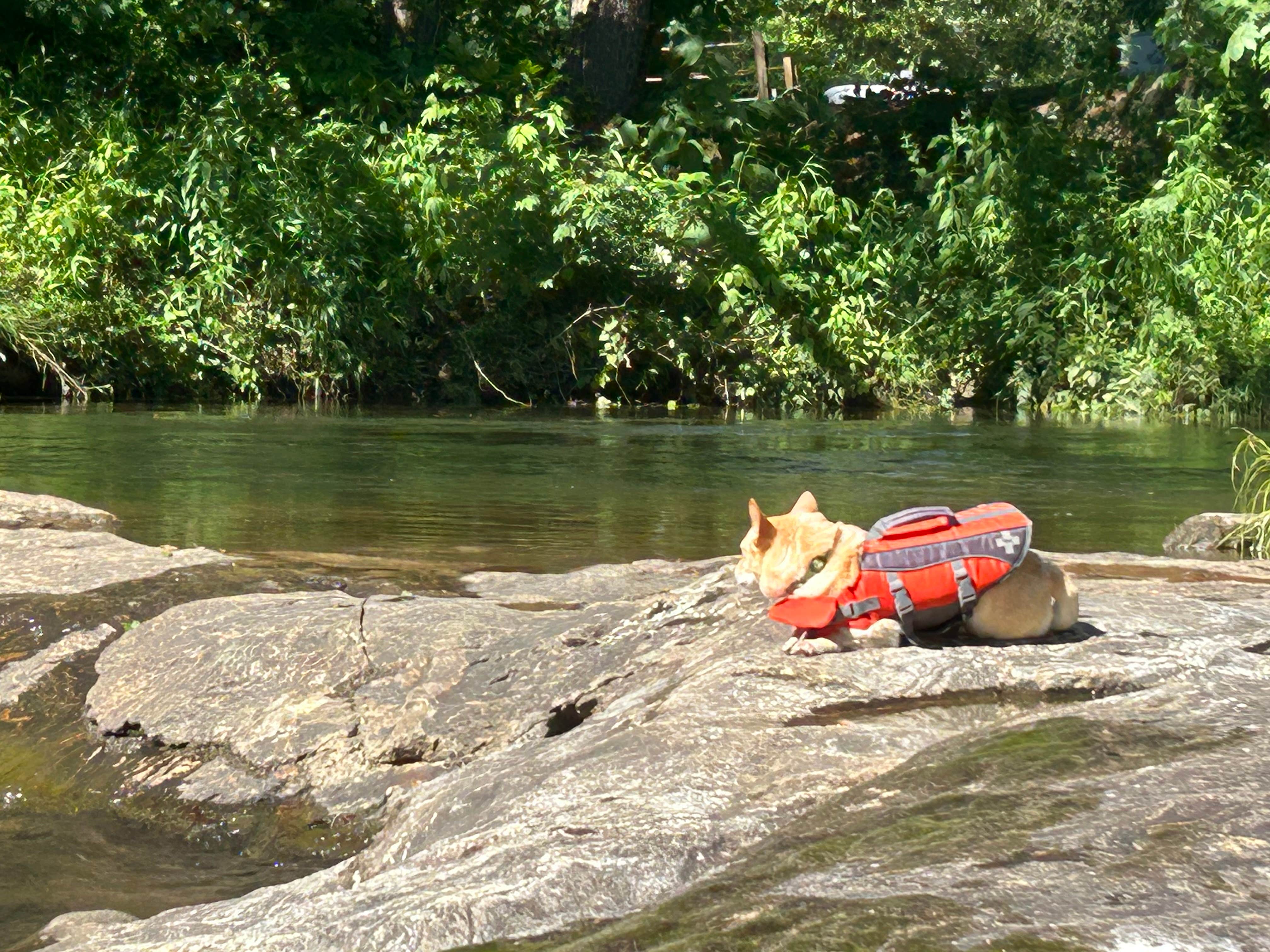 Debi D.'s photo of camping with pets at Riverhouse RV Resort & Campground near Maggie Valley, NC