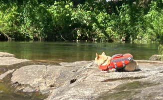 Debi D.'s photo of camping with pets at Riverhouse RV Resort & Campground near Lake Junaluska, NC