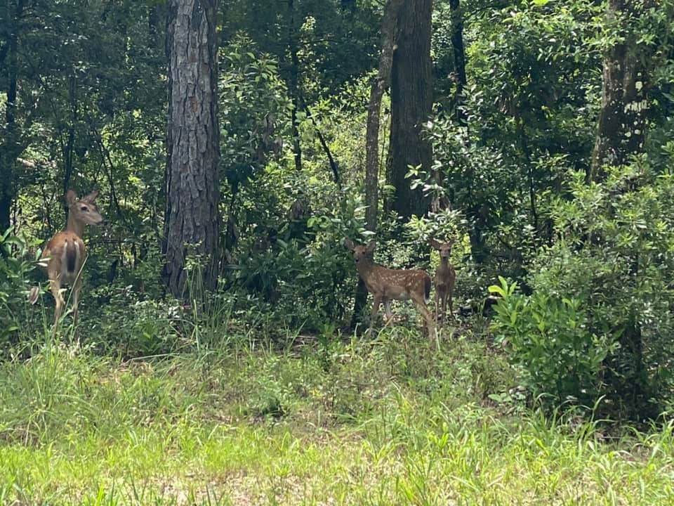 Camper-submitted photo at Moonlit Avenue near Trenton, FL