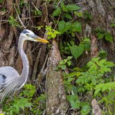 Review photo of Silver Springs State Park Campground by B M., April 25, 2024