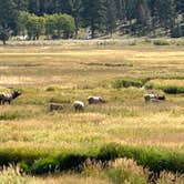 Review photo of East Portal Campground at Estes Park by Steve G., April 25, 2024