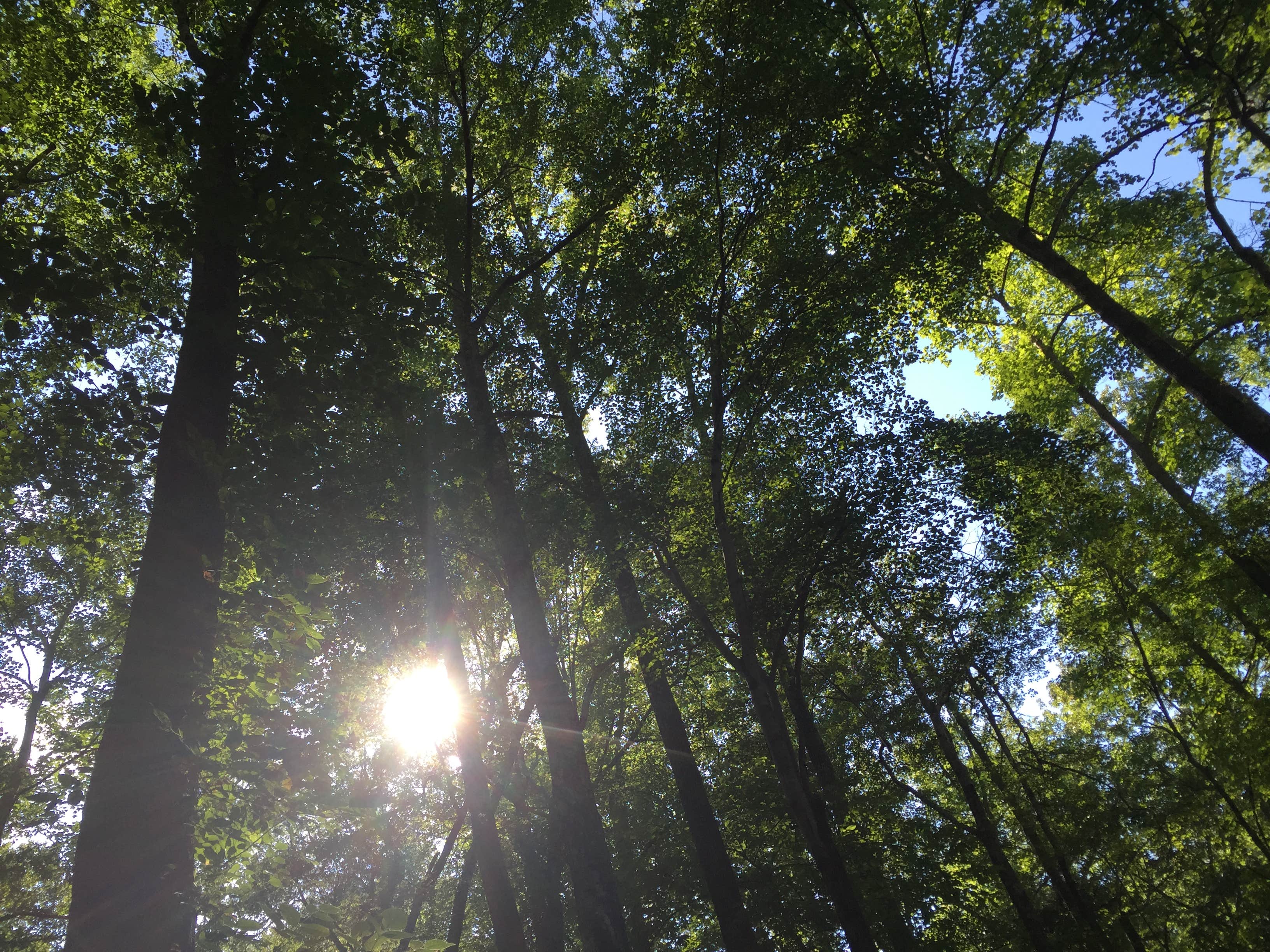 Camper submitted image from Cub Lake Campground #2 — Natchez Trace State Park - 2