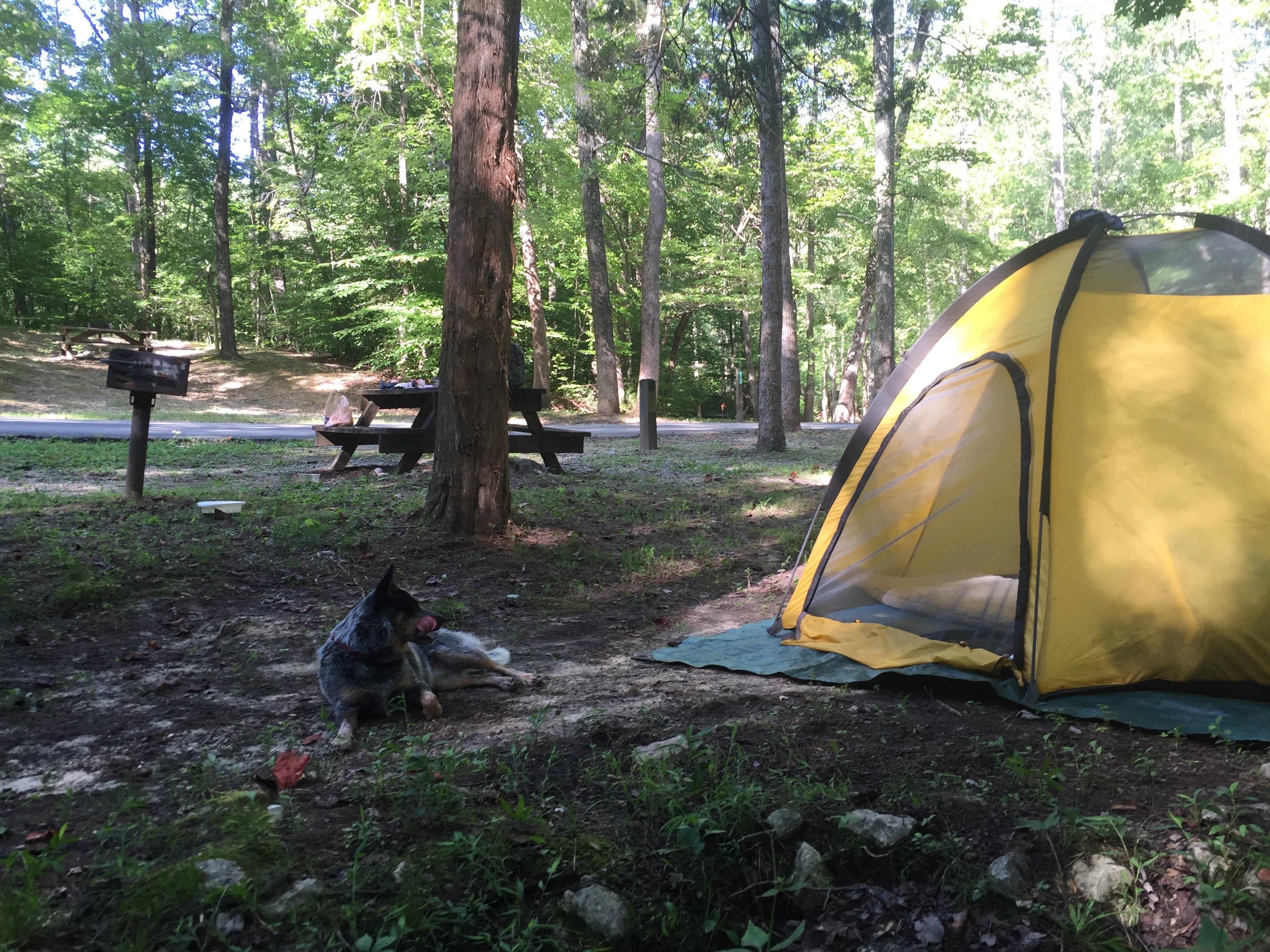 Camper submitted image from Cub Lake Campground #2 — Natchez Trace State Park - 5
