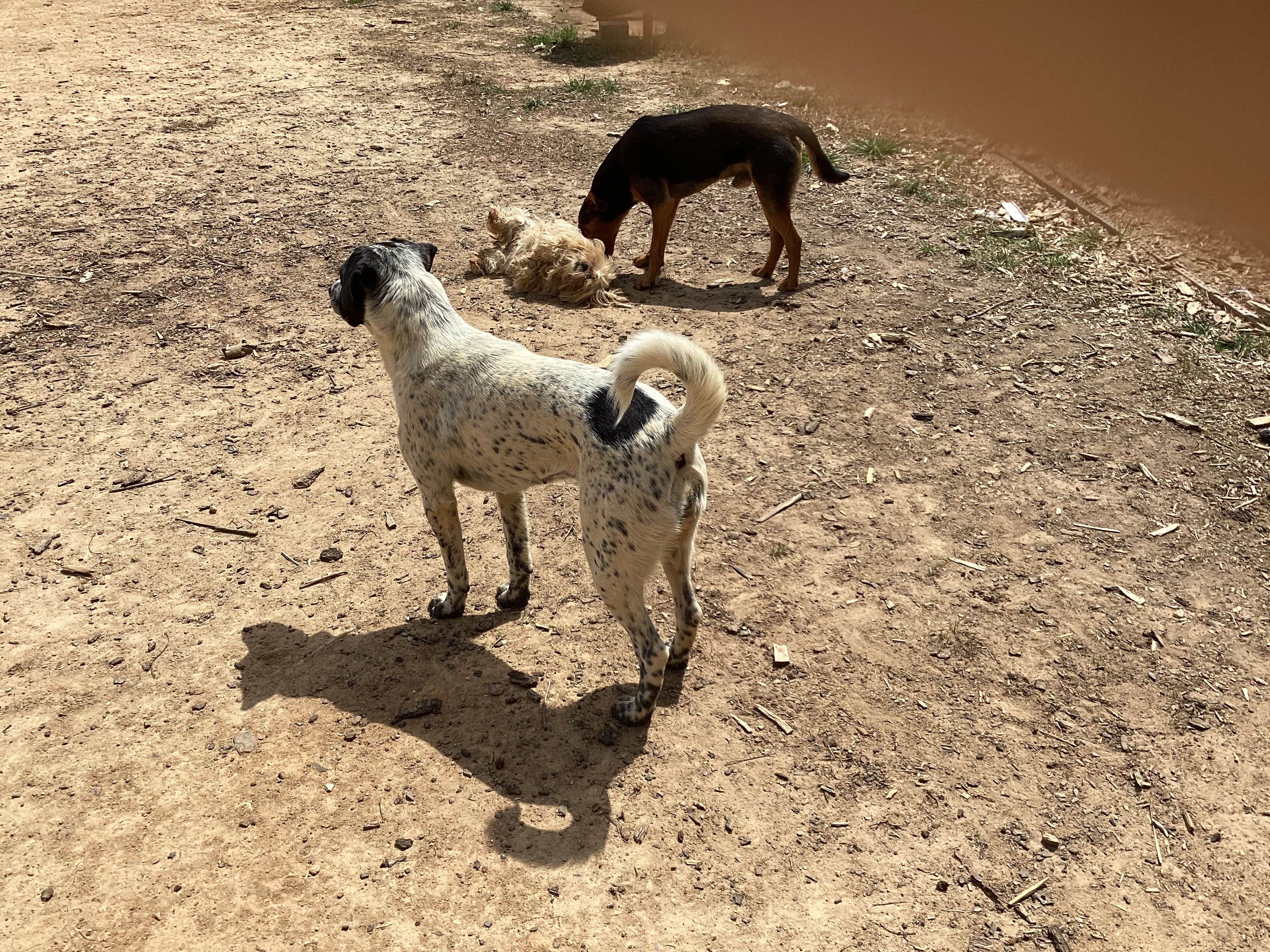 Victoria C.'s photo of camping with pets at WineDrops Creekside Camping Bills RV Parking near Rydal, GA